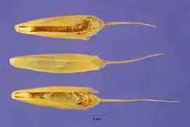 Bromus ramosus