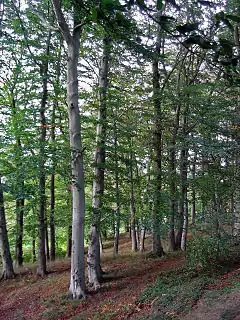 ordinara fago (Fagus sylvatica)