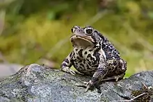 Bufo americanus PJC1.jpg