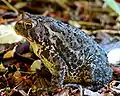 Detalo de orienta Amerika bufo.