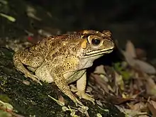 Bufo melanosticus 01.JPG