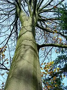 Trunko de norda fago (Fagus sylvatica) aŭtune.