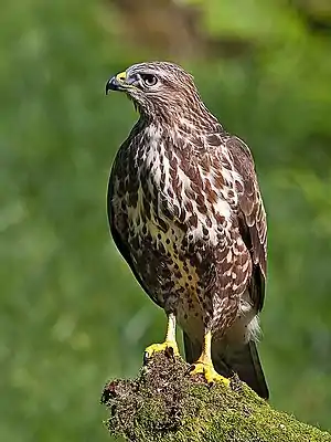 Ordinara buteo, en Skotlando