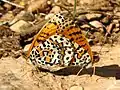 Melitaea deserticola