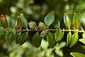 ordinara bukso (Buxus sempervirens)