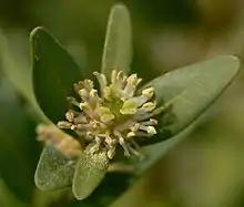 ordinara bukso (Buxus sempervirens)