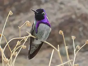 Kosta kolibro, plenkreska masklo