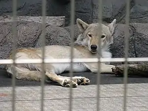 Tibeta lupo en Tennoji Zoo, Osako, Japanio