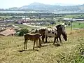 Panoramo de la estuaro de rivero Asón en Cicero kaj fone la urbeto Laredo.