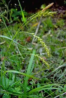 Carex sylvatica