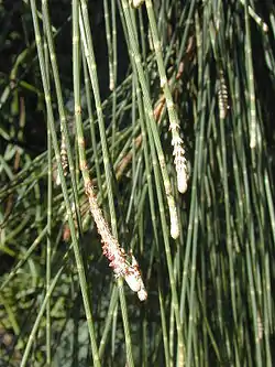 tigoj kaj folioj de Casuarina equisetifolia