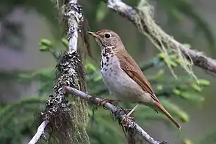 Pettyes fülemülerigó (Catharus guttatus)