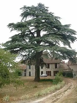 Cedro en franca ĝardeno