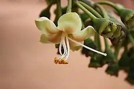 Floro de Ceiba pentandra.