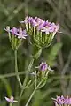 eritreo Centaurium erythraea