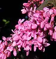 Cercis siliquastrum infloresko sur matura branĉo