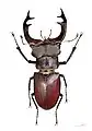 Cervoskarabo (Lucanus cervus)