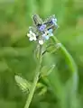 malsamkolora miozoto (Myosotis discolor)