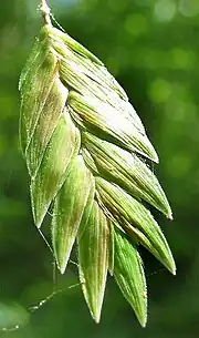 Chasmanthium latifolium