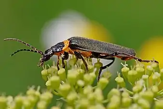 Chauliognathus lugubris el la Cantharidae