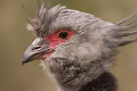 Krestokriulo (Chauna torquata)