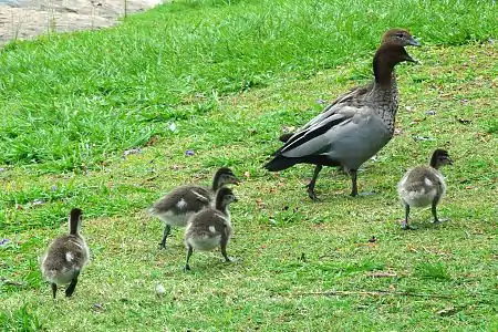 Familio en Aŭstralio