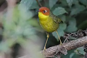 Brunkapa ĉetio (Tesia castaneocoronata )