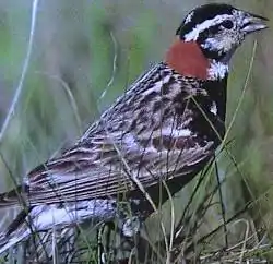 Brunnuka emberizo(Calcarius ornatus)