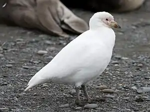 Chionis alba