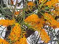 Nuytsia floribunda