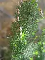 Erica arborea