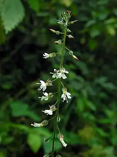 Circaea lutetiana