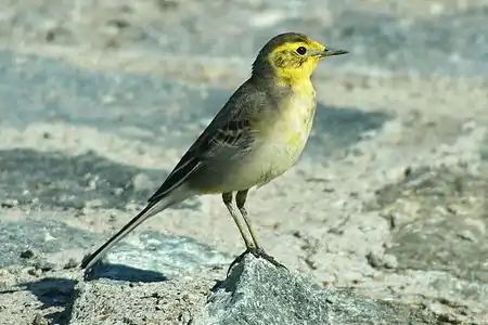 Vintranta birdo en Birdorezervejo Ras al Ĥor (Dubajo, AUE)