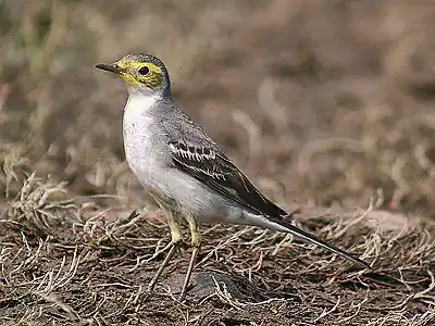 Nematurulo en unuavintra plumaroJoka en Kalkato (Okcidenta Bengalo, Barato)