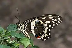 Papilio demodocus