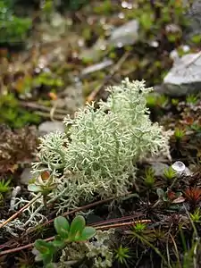 Cladonia en la Alpoj