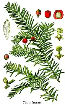 Ilustração científica de Taxus baccata