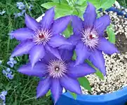 Clematis.