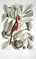 Coccothraustes rubra (probable Cardinalis cardinalis) kaj Juglans alba virginiensis, 1754