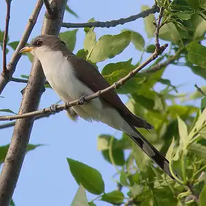 Flavbeka kukolo (Coccyzus americanus)