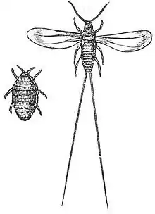 Dactylopius coccus(maldekstre femalo, dekstre masklo)