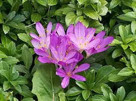 aŭtuna kolĉiko (Colchicum autumnale)