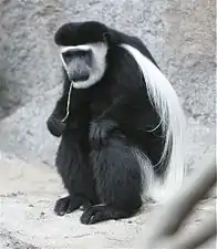 Blank-nigraj stumposimioj Colobus guereza