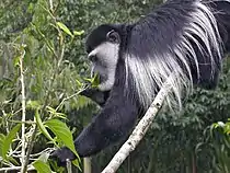 (Colobus guereza)