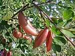 Tribo Galegeae: Colutea arborescens