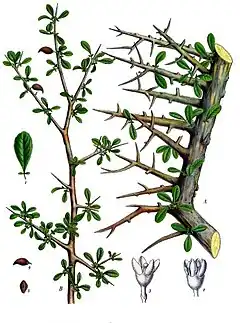 La arbeto Commiphora mirrha