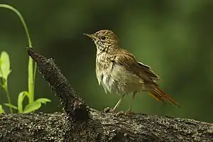 Najtingalo. Voĉo de virbirdo