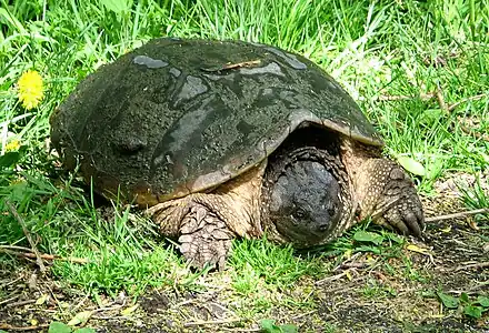 Serpentotestudo