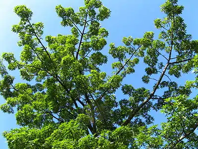 Roz-pajnejro: detalo de la supra foliaro kaj folioj de bela helverdo