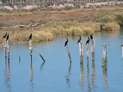 Nacia Parko Doñana